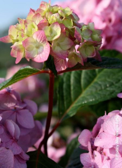 HYDRANGEA ENDLESS SUMMER BLOOMSTAR