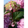 HYDRANGEA macrophylla macrophylla ENDLESS SUMMER ® BLOOMSTAR ® (Hortensia)1