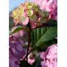 HYDRANGEA macrophylla macrophylla ENDLESS SUMMER ® BLOOMSTAR ® (Hortensia)1