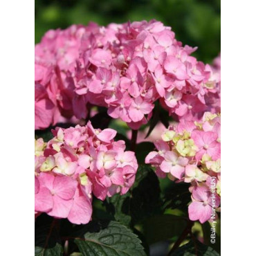 HYDRANGEA macrophylla macrophylla ENDLESS SUMMER ® BLOOMSTAR ® (Hortensia)2