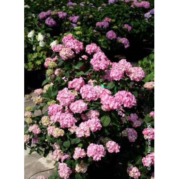 HYDRANGEA macrophylla macrophylla ENDLESS SUMMER ® BLOOMSTAR ® (Hortensia)3