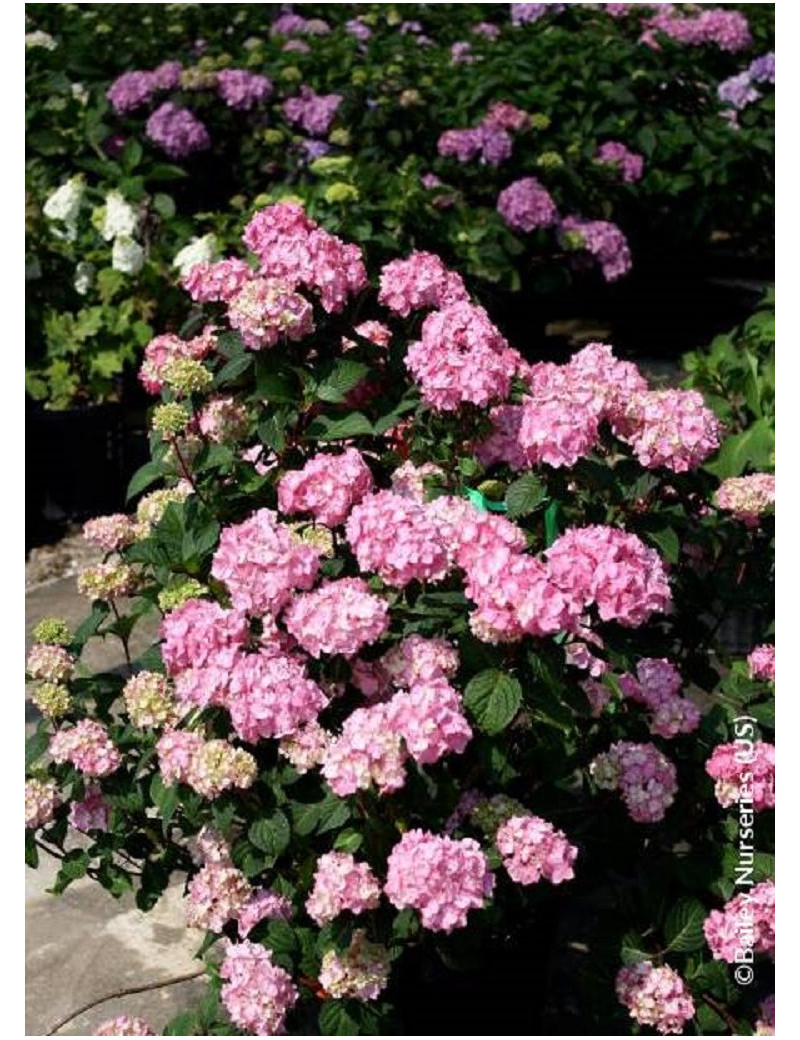 HYDRANGEA macrophylla macrophylla ENDLESS SUMMER ® BLOOMSTAR ® (Hortensia)3