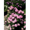 HYDRANGEA macrophylla macrophylla ENDLESS SUMMER ® BLOOMSTAR ® (Hortensia)3