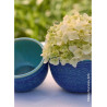 HYDRANGEA macrophylla macrophylla ENDLESS SUMMER ® BUSHING BRIDE cov (Hortensia)2