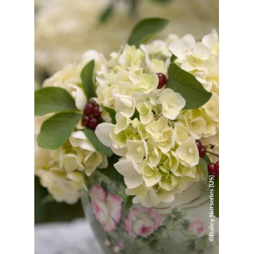 HYDRANGEA macrophylla macrophylla ENDLESS SUMMER ® BUSHING BRIDE cov (Hortensia)