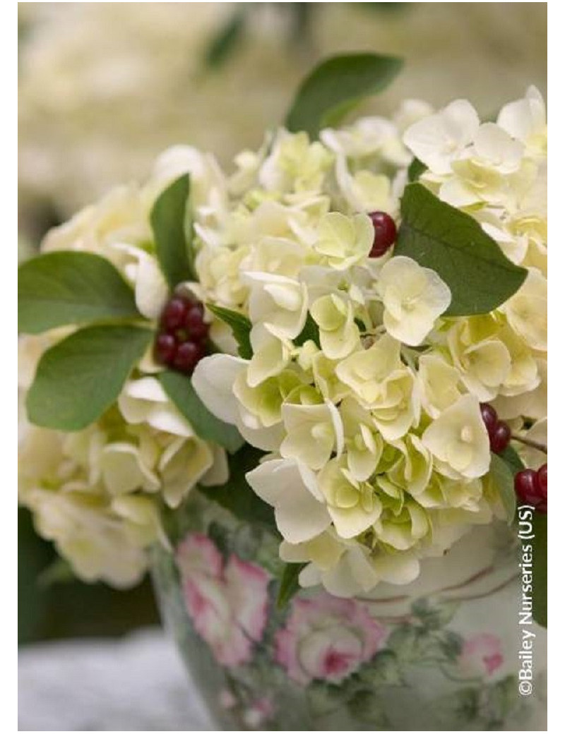 HYDRANGEA macrophylla macrophylla ENDLESS SUMMER ® BUSHING BRIDE cov (Hortensia)