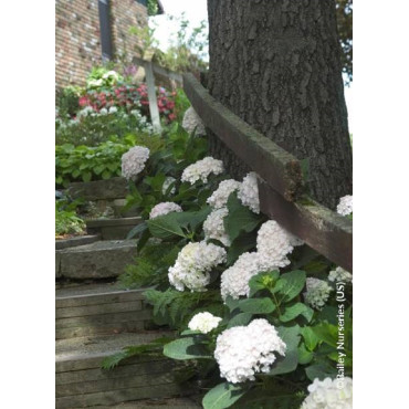 HYDRANGEA macrophylla macrophylla ENDLESS SUMMER ® BUSHING BRIDE cov (Hortensia)1