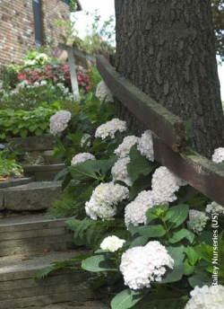 HYDRANGEA ENDLESS SUMMER BUSHING BRIDE