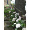HYDRANGEA macrophylla macrophylla ENDLESS SUMMER ® BUSHING BRIDE cov (Hortensia)1