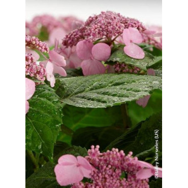 HYDRANGEA macrophylla macrophylla ENDLESS SUMMER ® TWIST-N-SHOUT ROSE cov (Hortensia)3