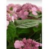 HYDRANGEA macrophylla macrophylla ENDLESS SUMMER ® TWIST-N-SHOUT ROSE cov (Hortensia)3