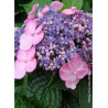 HYDRANGEA macrophylla macrophylla ENDLESS SUMMER ® TWIST-N-SHOUT ROSE cov (Hortensia)