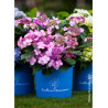 HYDRANGEA macrophylla macrophylla ENDLESS SUMMER ® TWIST-N-SHOUT ROSE cov (Hortensia)1