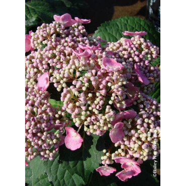 HYDRANGEA macrophylla macrophylla ENDLESS SUMMER ® TWIST-N-SHOUT ROSE cov (Hortensia)2