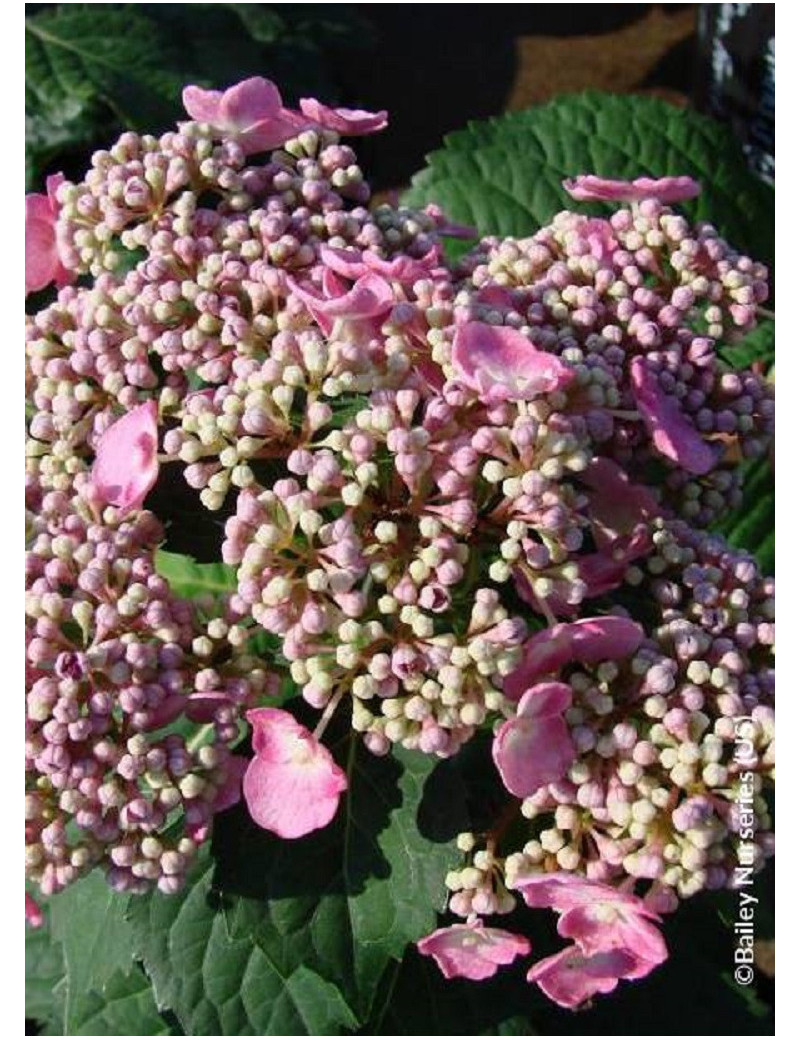 HYDRANGEA macrophylla macrophylla ENDLESS SUMMER ® TWIST-N-SHOUT ROSE cov (Hortensia)2