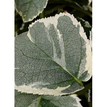 HYDRANGEA petiolaris SILVER LINING cov (Hortensia grimpant)2