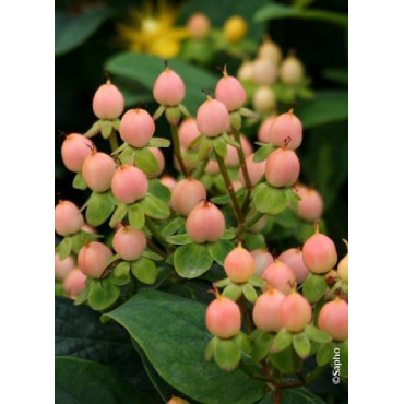 HYPERICUM inodorum MAGICAL BEAUTY ® (Millepertuis arbustif)1