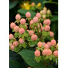 HYPERICUM inodorum MAGICAL BEAUTY ® (Millepertuis arbustif)1