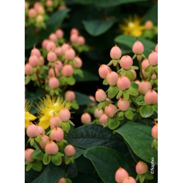 HYPERICUM inodorum MAGICAL BEAUTY ® (Millepertuis arbustif)