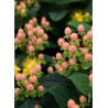 HYPERICUM inodorum MAGICAL BEAUTY ® (Millepertuis arbustif)