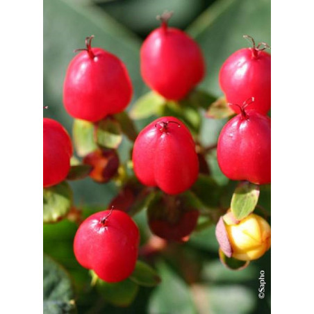 HYPERICUM inodorum MAGICAL RED FAME® (Millepertuis arbustif)
