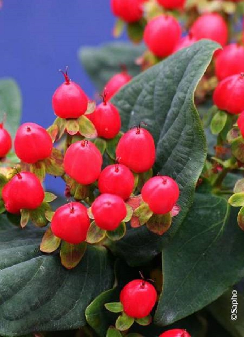 HYPERICUM inodorum MAGICAL RED FLAME