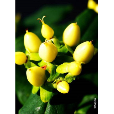 HYPERICUM inodorum MAGICAL SUNSHINE ® (Millepertuis arbustif)