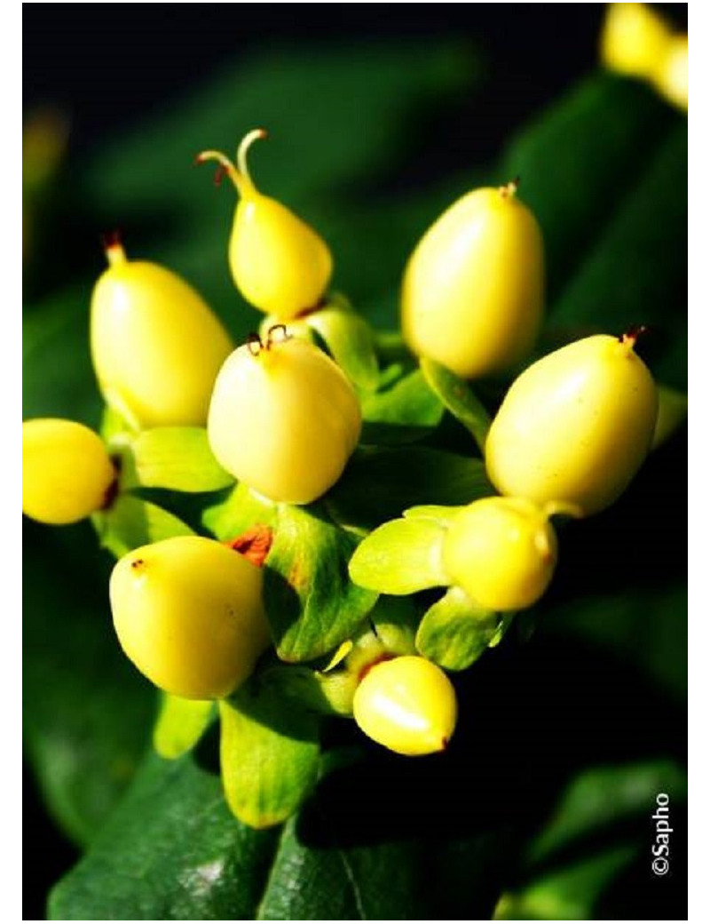 HYPERICUM inodorum MAGICAL SUNSHINE ® (Millepertuis arbustif)