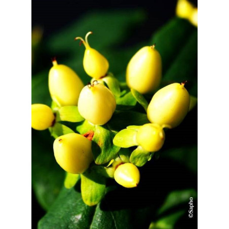 HYPERICUM inodorum MAGICAL SUNSHINE ® (Millepertuis arbustif)