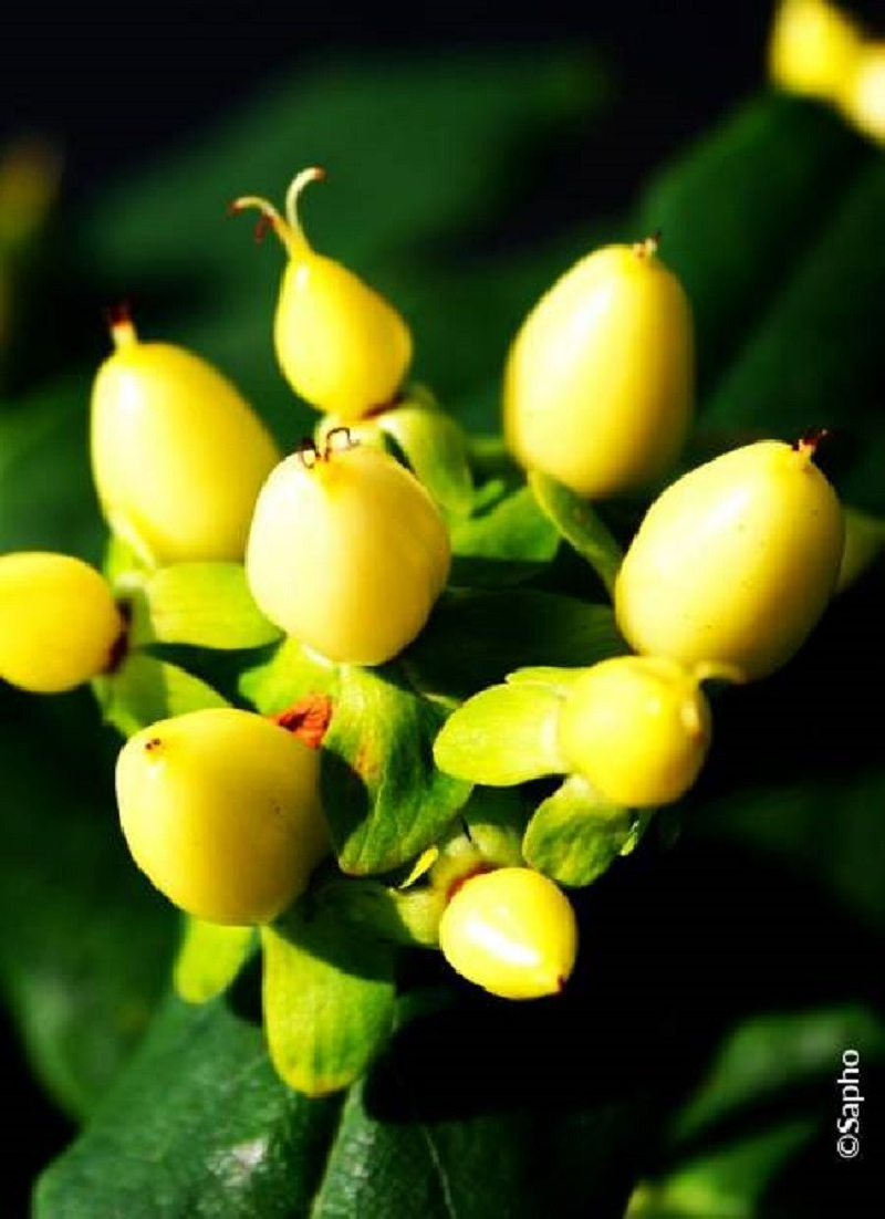 HYPERICUM inodorum MAGICAL SUNSHINE