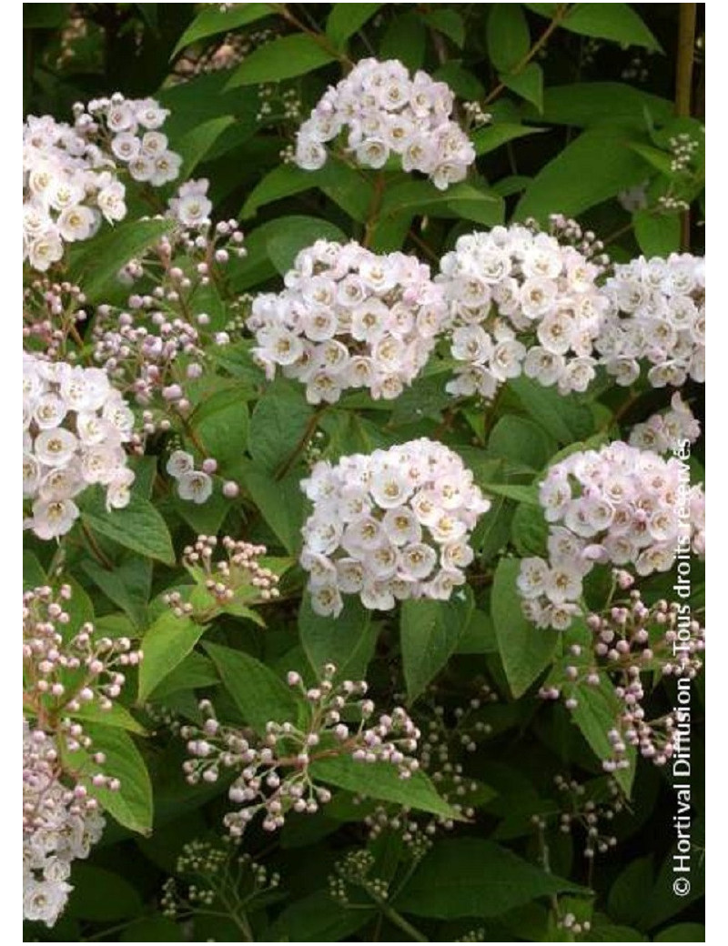 DEUTZIA compacta LAVENDER TIME (Deutzia)2