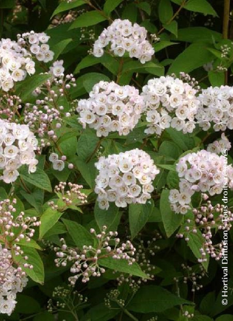DEUTZIA compacta LAVENDER TIME