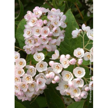 DEUTZIA compacta LAVENDER TIME (Deutzia)