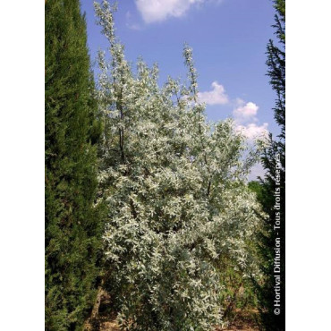 ELAEAGNUS commutata ZEMPIN (Chalef argenté, baie d'argent)2