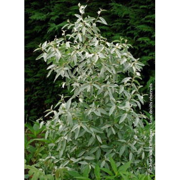 ELAEAGNUS commutata ZEMPIN (Chalef argenté, baie d'argent)4