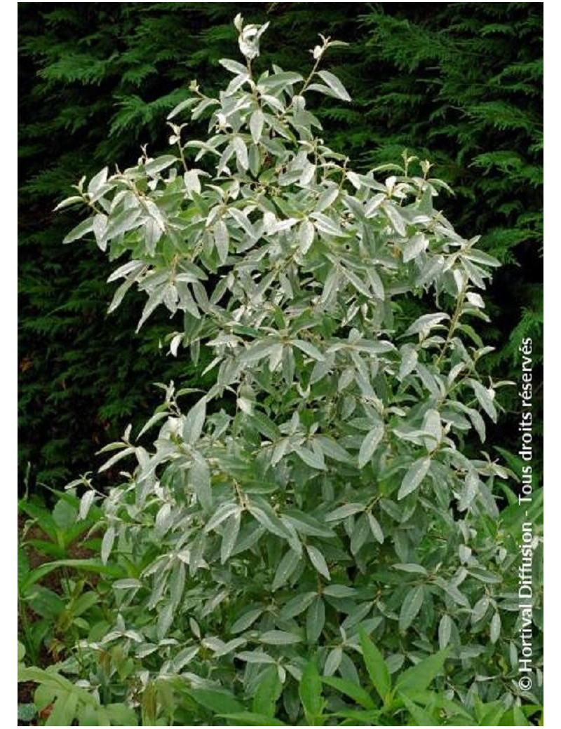 ELAEAGNUS commutata ZEMPIN (Chalef argenté, baie d'argent)4