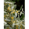 ELAEAGNUS commutata ZEMPIN (Chalef argenté, baie d'argent)1