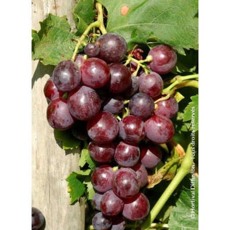 VIGNE DE TABLE CARDINAL (Vitis vinifera)
