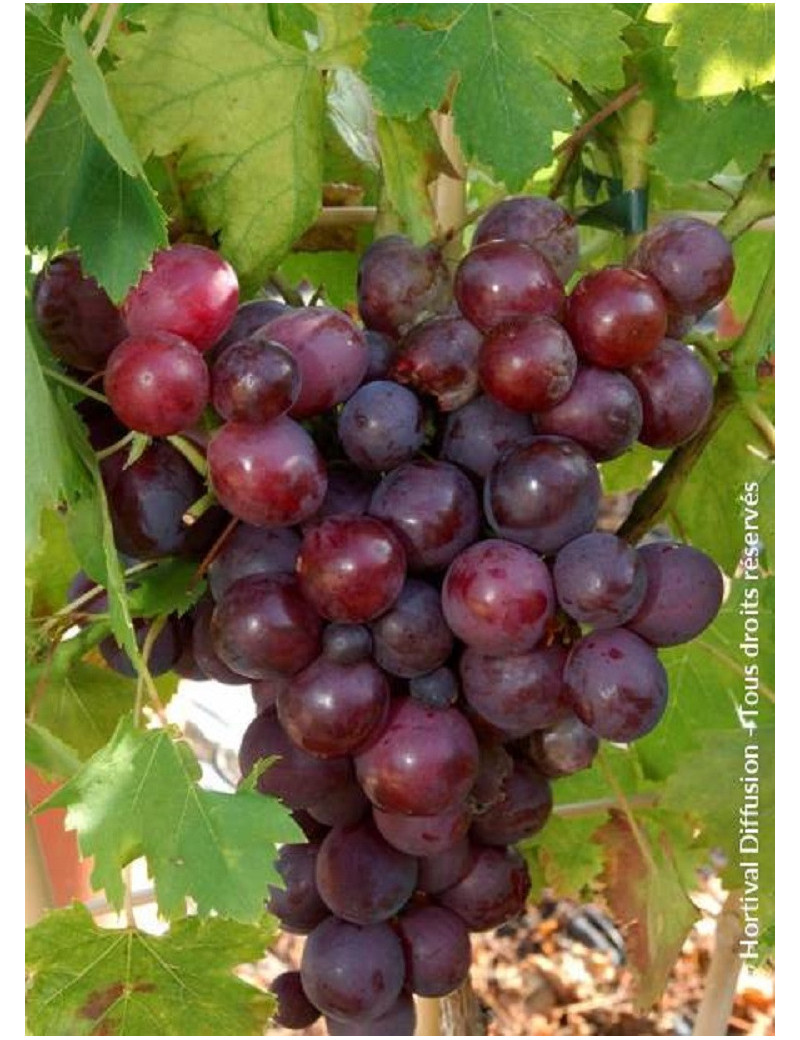 VITIS vinifera 'CARDINAL'