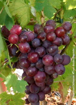 VIGNE DE TABLE CARDINAL