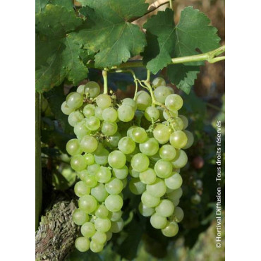 VITIS vinifera 'CHASSELAS DE FONTAINEBLEAU'1