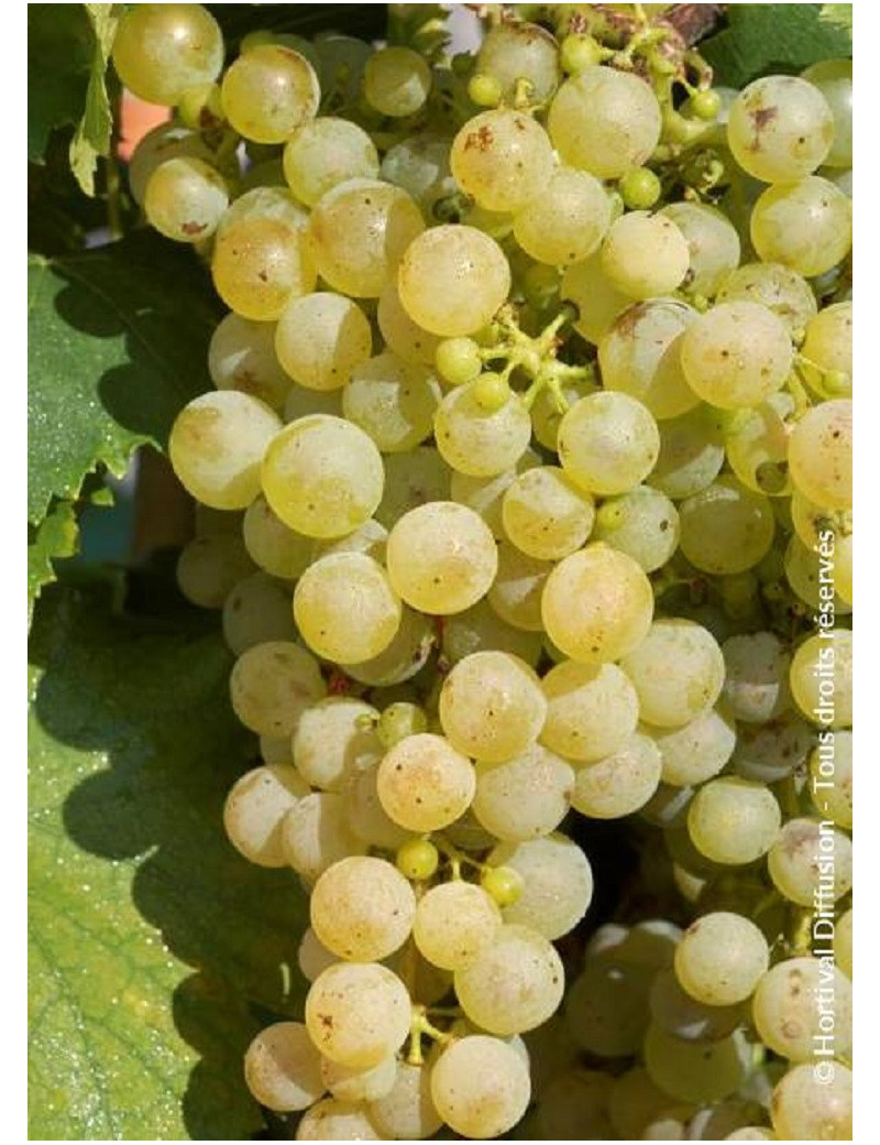 VITIS vinifera 'CHASSELAS DE FONTAINEBLEAU'