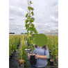 VIGNE DE TABLE FANNY cov (Vitis vinifera)