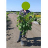 VIGNE DE TABLE FANNY cov (Vitis vinifera)
