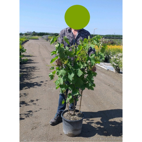 VIGNE DE TABLE MUSCAT DE HAMBOURG (Vitis vinifera)