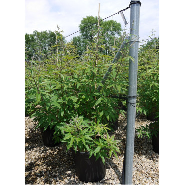 VITEX agnus-castus f.latifolia (Gattilier, Arbre au poivre) En pot de 35-50 litres forme buisson