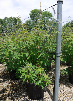 VITEX agnus-castus f.latifolia En pot de 35-50 litres