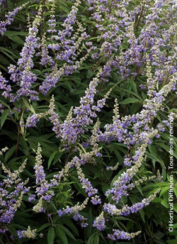 VITEX agnus-castus f.latifolia