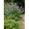 VITEX agnus-castus f.latifolia1