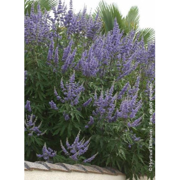 VITEX agnus-castus f.latifolia2